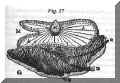 Descartes veille.JPG (11501 octets)